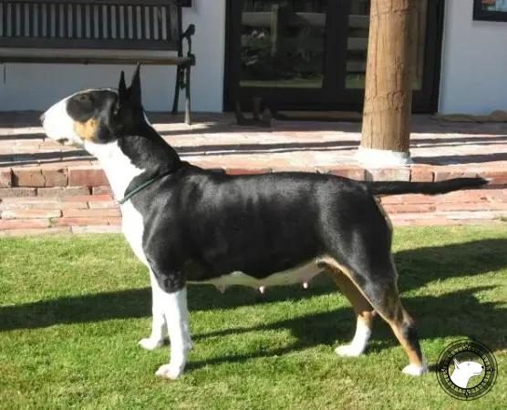 CATCHBULL ZERO COOL